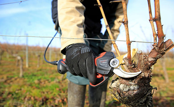 Elektroscheren für die Weinbergs- und Gartenarbeit.